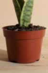 Thumbnail View 3: Home Botanicals Sansevieria Laurentii "Snake Plant' Air Purifying House Plant in Grow Pot