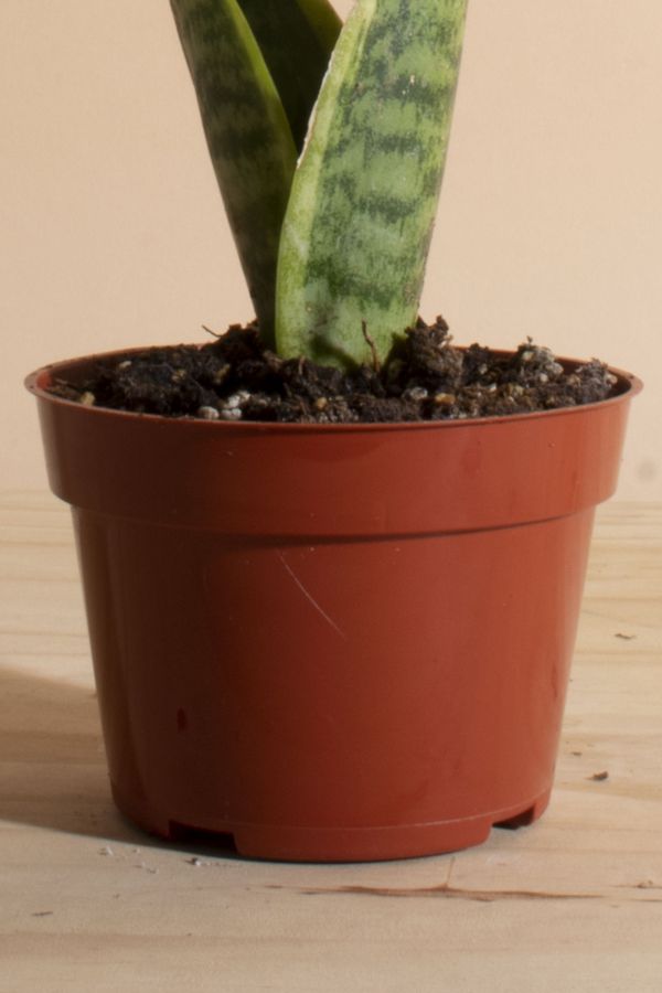 Slide View: 3: Home Botanicals Sansevieria Laurentii "Snake Plant' Air Purifying House Plant in Grow Pot