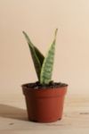 Thumbnail View 1: Home Botanicals Sansevieria Laurentii "Snake Plant' Air Purifying House Plant in Grow Pot