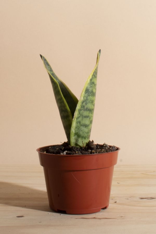 Slide View: 1: Home Botanicals Sansevieria Laurentii "Snake Plant' Air Purifying House Plant in Grow Pot