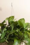 Thumbnail View 2: Home Botanicals Hanging Pothos Ivy Air Purifying House Plant in 6" Grow Pot with Hanger Included