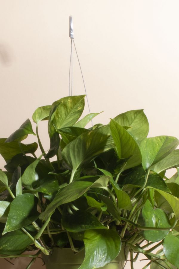 Slide View: 2: Home Botanicals Hanging Pothos Ivy Air Purifying House Plant in 6" Grow Pot with Hanger Included