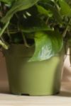 Thumbnail View 3: Home Botanicals Hanging Pothos Ivy Air Purifying House Plant in 6" Grow Pot with Hanger Included