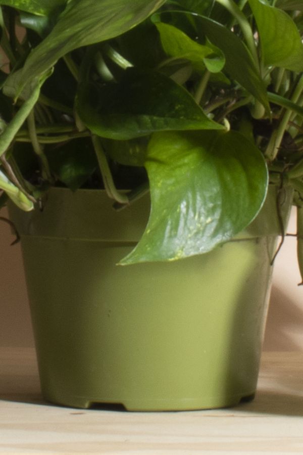 Slide View: 3: Home Botanicals Hanging Pothos Ivy Air Purifying House Plant in 6" Grow Pot with Hanger Included