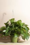 Thumbnail View 1: Home Botanicals Hanging Pothos Ivy Air Purifying House Plant in 6" Grow Pot with Hanger Included