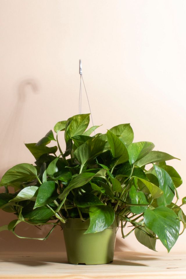 Home Botanicals Hanging Pothos Ivy Air Purifying House Plant in 6" Grow