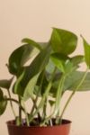 Thumbnail View 2: Home Botanicals Epipremnum aureum 'Pothos Ivy' Air Purifying House Plant in 4" Grow Pot