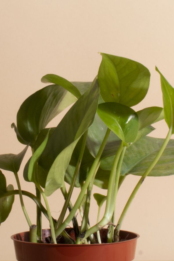 Slide View: 2: Home Botanicals Epipremnum aureum 'Pothos Ivy' Air Purifying House Plant in 4" Grow Pot