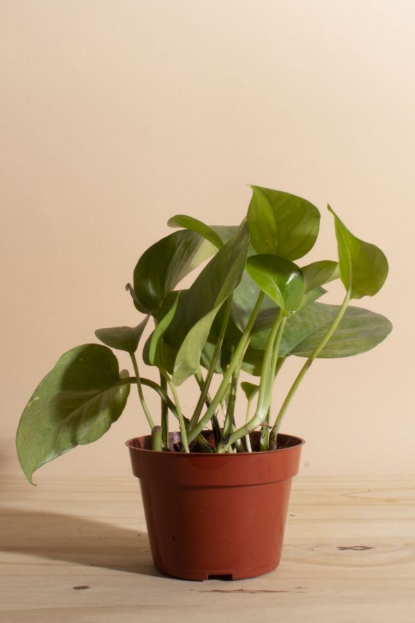 Slide View: 1: Home Botanicals Epipremnum aureum 'Pothos Ivy' Air Purifying House Plant in 4" Grow Pot