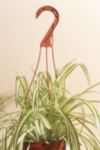 Thumbnail View 2: Home Botanicals Hanging Bonnie Spider Air Purifying House Plant in 6" Grow Pot with Hanger Included