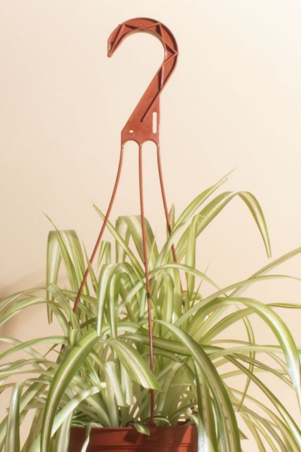 Slide View: 2: Home Botanicals Hanging Bonnie Spider Air Purifying House Plant in 6" Grow Pot with Hanger Included