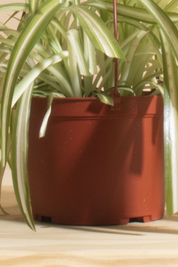 Slide View: 3: Home Botanicals Hanging Bonnie Spider Air Purifying House Plant in 6" Grow Pot with Hanger Included