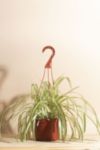 Thumbnail View 1: Home Botanicals Hanging Bonnie Spider Air Purifying House Plant in 6" Grow Pot with Hanger Included