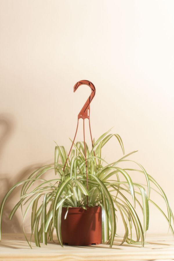 Slide View: 1: Home Botanicals Hanging Bonnie Spider Air Purifying House Plant in 6" Grow Pot with Hanger Included