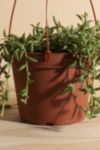 Thumbnail View 3: Home Botanicals Hanging String of Bananas Succulent in 6" Grow Pot with Hanger Included