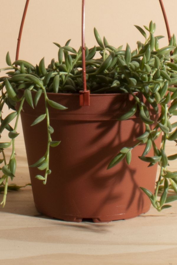 Slide View: 3: Home Botanicals Hanging String of Bananas Succulent in 6" Grow Pot with Hanger Included