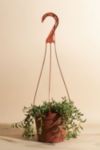 Thumbnail View 1: Home Botanicals Hanging String of Bananas Succulent in 6" Grow Pot with Hanger Included