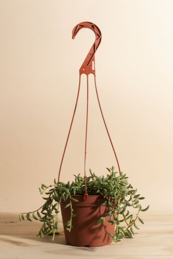 Slide View: 1: Home Botanicals Hanging String of Bananas Succulent in 6" Grow Pot with Hanger Included