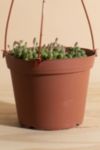 Thumbnail View 3: Home Botanicals Hanging String of Pearls Succulent in 6" Grow Pot with Hanger Included