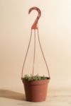 Thumbnail View 1: Home Botanicals Hanging String of Pearls Succulent in 6" Grow Pot with Hanger Included