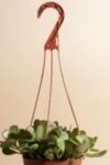 Thumbnail View 2: Home Botanicals Trailing Jade Succulent in 6" Grow Pot with Hanger Included