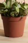 Thumbnail View 3: Home Botanicals Trailing Jade Succulent in 6" Grow Pot with Hanger Included