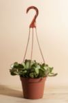 Thumbnail View 1: Home Botanicals Trailing Jade Succulent in 6" Grow Pot with Hanger Included