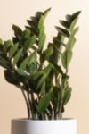 Thumbnail View 2: Home Botanicals Zanzibar Gem 'ZZ Plant' Houseplant in 6" Mid Century Modern Ceramic Planter