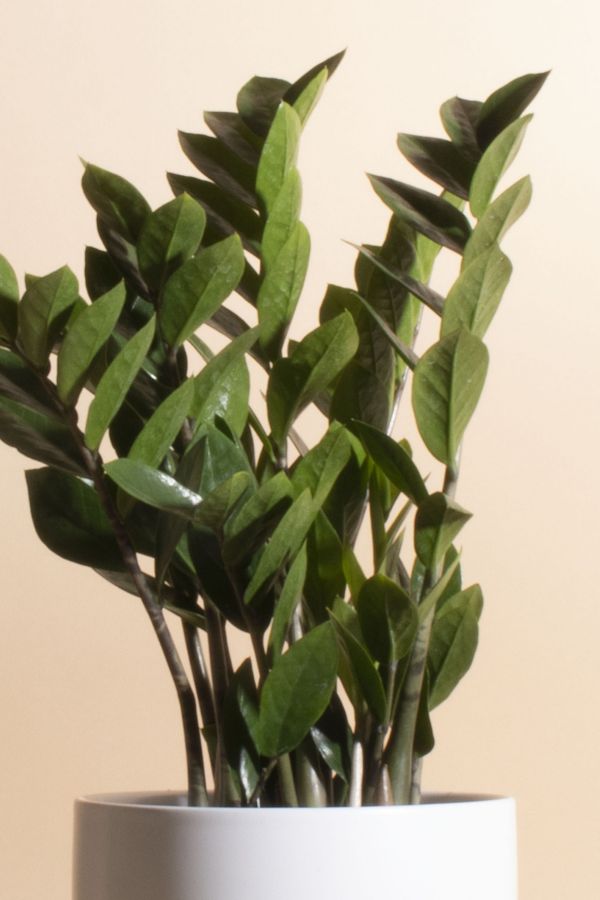 Slide View: 2: Home Botanicals Zanzibar Gem 'ZZ Plant' Houseplant in 6" Mid Century Modern Ceramic Planter