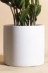 Thumbnail View 3: Home Botanicals Zanzibar Gem 'ZZ Plant' Houseplant in 6" Mid Century Modern Ceramic Planter