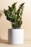 Thumbnail View 1: Home Botanicals Zanzibar Gem 'ZZ Plant' Houseplant in 6" Mid Century Modern Ceramic Planter