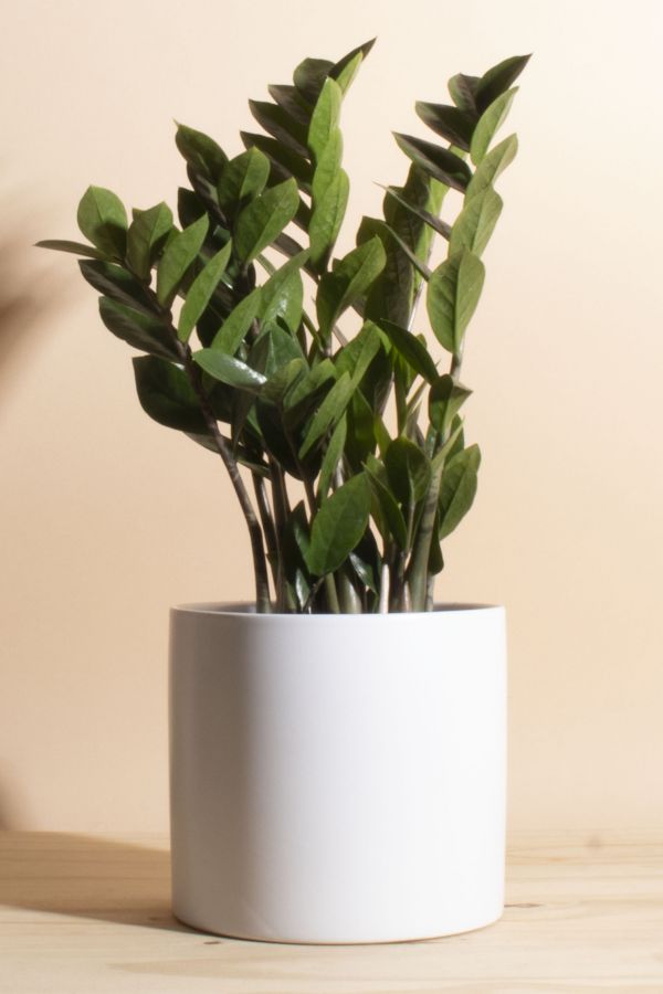 Slide View: 1: Home Botanicals Zanzibar Gem 'ZZ Plant' Houseplant in 6" Mid Century Modern Ceramic Planter