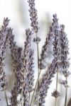 Thumbnail View 2: Roxanne's Dried Flowers French Lavender