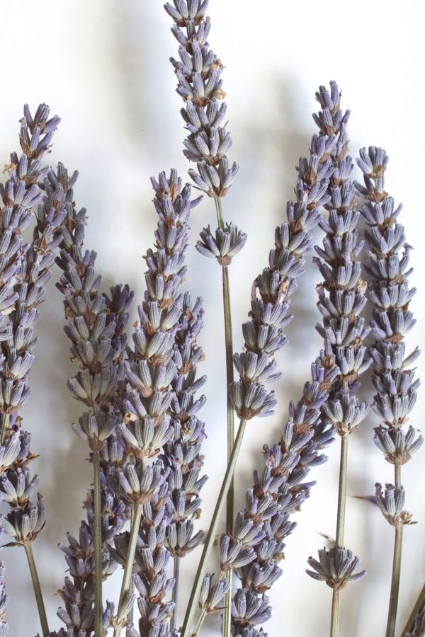 Slide View: 2: Roxanne's Dried Flowers French Lavender