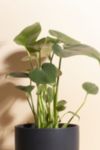 Thumbnail View 2: Home Botanicals Monstera in Black Mid Centruy Modern Ceramic Cylinder Planter