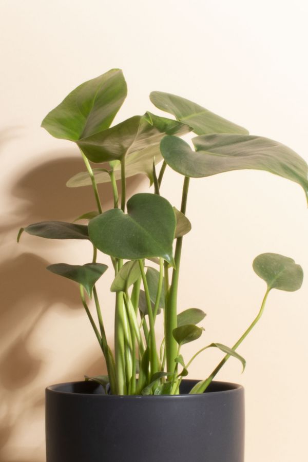 Slide View: 2: Home Botanicals Monstera in Black Mid Centruy Modern Ceramic Cylinder Planter