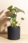 Thumbnail View 1: Home Botanicals Monstera in Black Mid Centruy Modern Ceramic Cylinder Planter