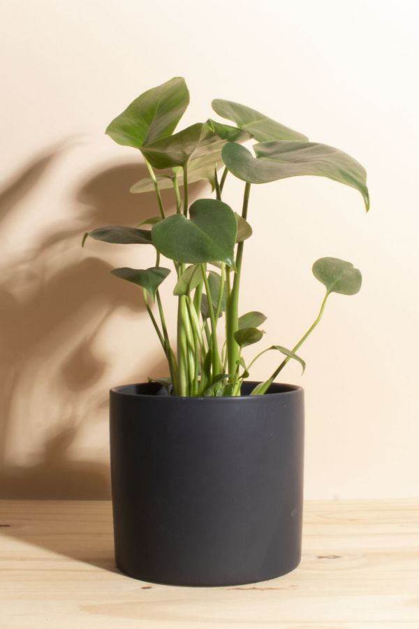 Slide View: 1: Home Botanicals Monstera in Black Mid Centruy Modern Ceramic Cylinder Planter