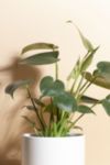 Thumbnail View 2: Home Botanicals Monstera in White Mid Centruy Modern Ceramic Cylinder Planter