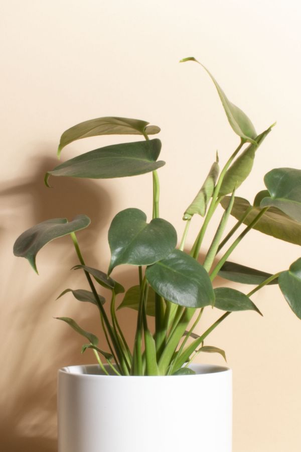 Slide View: 2: Home Botanicals Monstera in White Mid Centruy Modern Ceramic Cylinder Planter