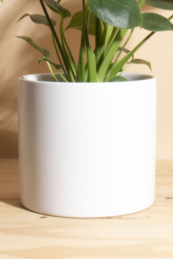 Slide View: 3: Home Botanicals Monstera in White Mid Centruy Modern Ceramic Cylinder Planter