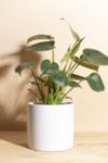 Thumbnail View 1: Home Botanicals Monstera in White Mid Centruy Modern Ceramic Cylinder Planter