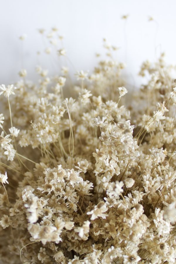 Slide View: 2: Roxanne's Dried Flowers Star Flowers