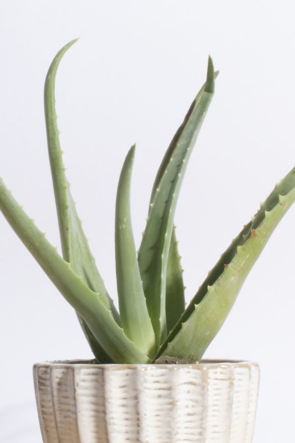 Slide View: 2: Home Botanicals Aloe Vera in Ceramic Acorn Planter