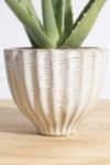 Thumbnail View 3: Home Botanicals Aloe Vera in Ceramic Acorn Planter