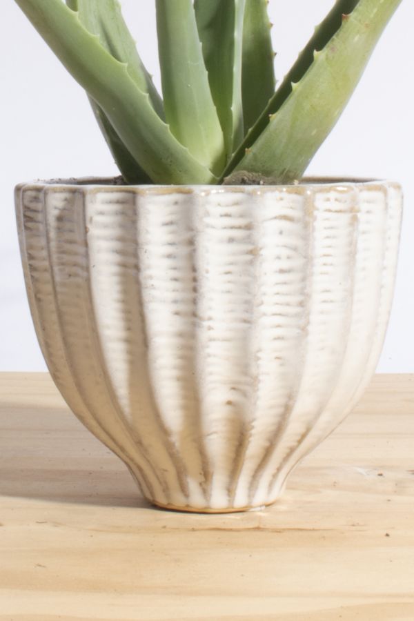 Slide View: 3: Home Botanicals Aloe Vera in Ceramic Acorn Planter