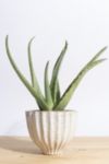 Thumbnail View 1: Home Botanicals Aloe Vera in Ceramic Acorn Planter