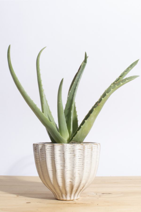 Slide View: 1: Home Botanicals Aloe Vera in Ceramic Acorn Planter