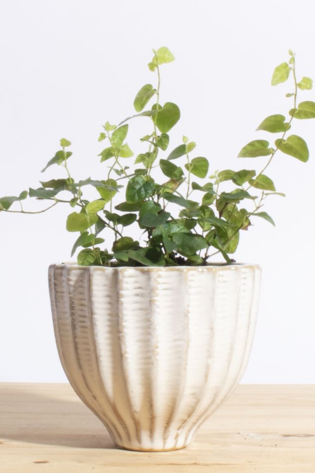 Home Botanicals Ficus Repens in Acorn Ceramic Planter | Urban Outfitters