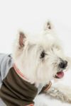 Thumbnail View 1: Silver Paw Dog Chase Raglan Sweatshirt